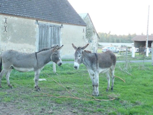 Balthazar et leonard Arrivee (37).jpg